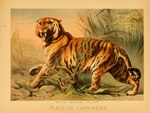 fangs feral fur male paws plant quadruped solo striped_body striped_fur stripes tail teeth text hugh_craig public_domain felid mammal pantherine tiger 1897 19th_century ancient_art biological_illustration hi_res technical_illustration traditional_media_(artwork) zoological_illustration