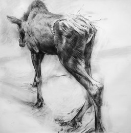 black_body female feral looking_away realistic simple_background solo standing white_background young geordie_millar deer mammal moose new_world_deer 2006 charcoal_(artwork) formal_art monochrome traditional_media_(artwork)