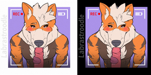 anthro blush bodily_fluids brown_markings camera duo erection fellatio first_person_view fur genitals humanoid_genitalia humanoid_penis kneeling looking_at_viewer male male/male markings muscular muscular_anthro oral oral_penetration orange_body orange_fur penetration penile penis saliva sex solo_focus submissive submissive_male tongue tongue_wrap tongue_wrapped_around_penis video_camera white_body white_fur labrastroodle nintendo pokemon arcanine canid canine generation_1_pokemon mammal pokemon_(species) absurd_res hi_res