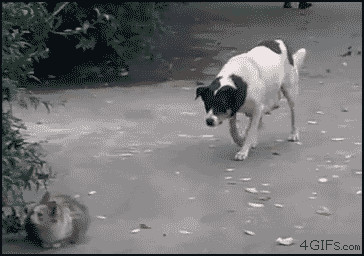 ambiguous_gender angry attack car digitigrade duo female feral humor oblivious outside plant quadruped real scared shrub size_difference sneaking street tail teats text vehicle unknown_artist canid canine canis domestic_cat domestic_dog felid feline felis mammal animated animated_gif grandfathered_content low_res short_playtime url