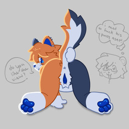 andromorph anthro anus black_body black_fur blue_pawpads blue_vulva butt dialogue ear_piercing fur genitals intersex kneeling looking_back nude orange_body orange_fur pawpads piercing presenting presenting_anus presenting_vulva rear_view solo speech_bubble vulva white_body white_fur cybrgay calico_cat domestic_cat felid feline felis mammal hi_res trans_(lore) trans_man_(lore)