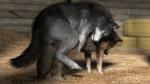 16:9 2019 3d_(artwork) anal anal_penetration brown_body brown_fur canid canine canis digital_media_(artwork) domestic_dog duo feral feral_on_feral feral_penetrated feral_penetrating feral_penetrating_feral from_behind_position fur grey_body grey_fur hay hay_bale knotting male male/male male_on_bottom male_on_top male_penetrated male_penetrating male_penetrating_male mammal mounting on_bottom on_top penetration quadruped realistic_feral sex trioami260 widescreen wolf