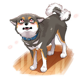 ambiguous_gender black_body black_fur blush bodily_fluids brown_highlights collar countershading crying fangs feral floor fluffy fluffy_tail fur highlights_(coloring) looking_at_viewer looking_up open_mouth pink_eyes pleading_eyes simple_background solo tail tail_motion tailwag tears teeth tongue white_background wood wood_floor ayaka canid canine canis domestic_dog mammal shiba_inu spitz