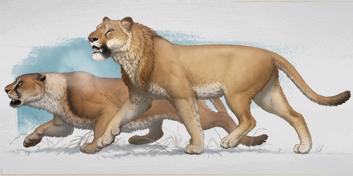 ambiguous_gender breath countershading duo fangs feral fur grass multicolored_body multicolored_fur muscular muscular_feral open_mouth paws plant realistic_feral running shadow simple_background tail tan_body tan_fur teeth yellow_body yellow_fur frederic_wierum fredthedinosaurman american_lion cave_lion felid mammal pantherine prehistoric_species 2025 2:1 colored digital_drawing_(artwork) digital_media_(artwork) hi_res shaded
