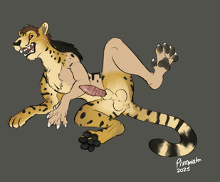 animal_genitalia animal_penis balls black_spots brown_hair claws feline_genitalia feline_penis feral fur fur_growth genitals grey_background growth hair looking_at_viewer lying male mid_transformation on_side open_mouth paws penile_spines penis presenting presenting_penis raised_leg sheath simple_background solo species_transformation spots tail teeth transformation pixiemiata cheetah felid feline mammal 2025 hi_res