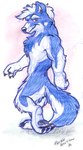 anthro black_claws black_nose black_pawpads blue_body blue_fur claws eyebrows feet finger_claws fur hair hindpaw looking_at_viewer male nude pawpads paws simple_background smile snout solo tail thick_eyebrows toe_claws walking white_background white_body white_eyebrows white_fur white_hair herbie_bearclaw canid canine canis mammal wolf 2000 colored_sketch full-length_portrait portrait signature sketch traditional_media_(artwork)