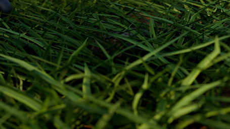 animal_genitalia animal_penis anthro audible_ejaculation balls big_balls big_penis black_body blue_body bodily_fluids bottomless canine_genitalia canine_penis clothed clothing cum cumshot detailed_background duo ejaculation fingers forest genital_fluids genitals grass huge_penis hyper hyper_genitalia hyper_penis larger_anthro licking light macro male male/male micro oral orgasm penis plant red_eyes red_penis sex sheath sheath_play size_difference smaller_male sunlight tongue tree sawert blender_cycles nintendo pokemon kurai_(sgtmiller1233) luca_(sawert) eeveelution generation_2_pokemon generation_4_pokemon lucario mammal pokemon_(species) umbreon 16:9 2025 3d_(artwork) 3d_animation animated digital_media_(artwork) hi_res huge_filesize long_playtime loop sound webm widescreen