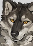 ambiguous_form ambiguous_gender black_nose bodily_fluids cheek_tuft close-up facial_tuft fur grey_body grey_fur head_tuft inner_ear_fluff looking_at_viewer snot solo tuft whiskers yellow_eyes windwttom canid canine canis mammal wolf 2024 digital_drawing_(artwork) digital_media_(artwork) headshot_portrait portrait