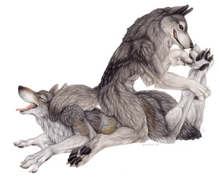 4_toes 5_fingers anthro barefoot black_nose brown_body brown_fur claws digitigrade dominant dominant_male duo eyes_closed feet fingers foot_fetish fur grey_body grey_fur hindpaw holding_object kneeling laugh leg_grab loose_feather lying male nude on_front on_top open_mouth paws realistic_anatomy side_view simple_background smile soles straddling submissive submissive_male tail tickling tickling_feet toes tongue tongue_out white_background white_body white_fur bloodhound_omega conditional_dnp canid canine canis mammal wolf detailed