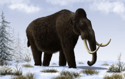 brown_body brown_fur cloud cloudy_sky evergreen_tree feral fog forest fur grass pine_tree plant proboscis_(anatomy) quadruped sky snow solo tree trunk_(anatomy) tundra tusks mihin89 elephantid mammal mammoth prehistoric_species proboscidean woolly_mammoth 2015 hi_res
