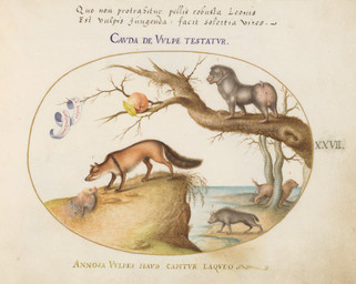 ambiguous_feral ambiguous_gender anus avian_caruncle avian_feet backsack balls beak biped bipedal_feral butt cliff comb_(anatomy) dead_tree detailed_background dewlap_(anatomy) digitigrade feathered_wings feathers feces feral food fruit fur genitals grass group head_crest in_tree leaf lying male male_feral on_back outside paws plant pooping predator/prey quadruped raised_tail short_tail side_view standing tail tail_feathers text tree water wattle whiskers wings joris_hoefnagel public_domain avian baboon bird canid canine canis chicken fox galliform gulonine haplorhine hybrid hyena mammal monkey mustelid musteline old_world_monkey phasianid primate wolf wolverine 16th_century absurd_res ancient_art biological_illustration hi_res latin_text painting_(artwork) technical_illustration traditional_media_(artwork) traditional_painting_(artwork) traditional_watercolor_(artwork) translation_request watercolor_(artwork) zoological_illustration