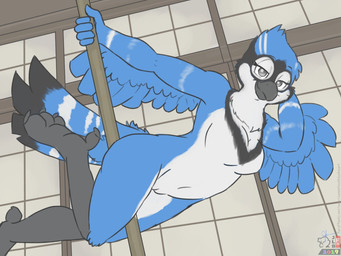 5_fingers anthro arm_markings avian_feet beak bedroom_eyes bird_legs black_body black_feathers blue_body blue_feathers breast_markings breasts chest_markings dancing eye_markings eyelashes feathers featureless_breasts female fingers genitals grey_beak grey_eyes hand_behind_head head_tuft holding_pole innie_vulva inside knee_tuft leg_tuft legs_around_pole looking_at_viewer markings narrowed_eyes navel neck_markings non-mammal_breasts one_leg_up pole pole_between_legs pole_dancing raised_leg seductive smile smirk solo tail tail_feathers tail_markings tuft v_marking vulva white_body white_feathers winged_arms wings jayheartwing avian bird blue_jay corvid jay_(bird) new_world_jay oscine passerine 2019 4:3 flat_colors signature