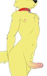 2024 absurd_res anthro areola artbyyellowdog balls biped canid canine canis collar collar_only collar_tag domestic_dog erection foreskin fur genitals glans hi_res humanoid_genitalia humanoid_penis male mammal navel nipples nude penis solo tail yellow_body yellow_fur