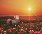 5:4 blue_eyes cloud equid equine feathered_wings feathers female feral field flower fluttershy_(mlp) friendship_is_magic fur grass hair hasbro mammal mixed_media my_little_pony mythological_creature mythological_equine mythology nature outside pegasus photo_background photography_(artwork) pink_hair plant ponies_in_real_life poppy_(flower) prairie sky solo sun sunrise sunset unknown_artist wings yellow_body yellow_feathers yellow_fur