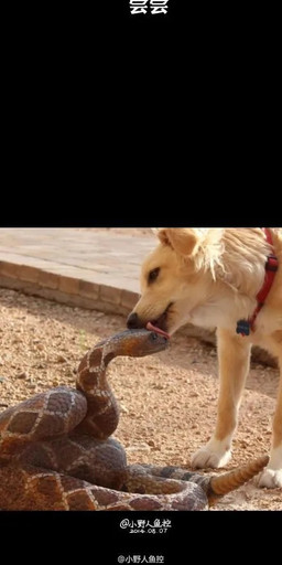 ambiguous_gender blush brown_body collar duo expressions eye_contact feral licking looking_at_another open_mouth photo text tongue tongue_out yellow_body unknown_artist canid canine canis domestic_dog mammal reptile scalie snake absurd_res chinese_text hi_res long_image source_request tall_image translated