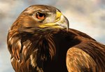 ambiguous_gender beak brown_body brown_eyes brown_feathers cloud feathers feral outside realistic sky solo beckatron14 accipitrid accipitriform avian bird eagle golden_eagle true_eagle hi_res