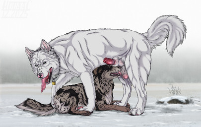 animal_genitalia ball_lick balls black_body black_fur bodily_fluids brown_eyes chain cum cumshot duo ejaculation erection fangs feral feral_on_feral fur genital_fluids genitals green_eyes grey_body grey_fur knot_in_sheath licking lock lying male male/male male_feral narrowed_eyes on_front open_mouth oral penis penis_tip red_penis rock sex sheath size_difference teeth tongue tongue_out whiskers white_body white_fur kodaac canid canine mammal 2025 dated hi_res