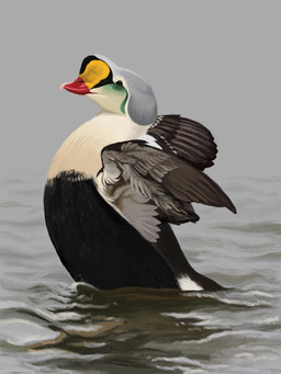 beak black_body black_feathers feathers feral green_markings markings multicolored_body multicolored_feathers partially_submerged quadruped red_beak solo white_body white_feathers yellow_markings agustindiazart anatid anseriform avian bird duck eider king_eider sea_duck 2023 3:4 hi_res