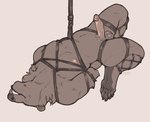 5_toes anthro arms_tied arms_tied_behind_back balls bdsm bondage bound claws erection feet frogtied fur genitals head_back legs_tied male neck_tuft nipples paws penis plantigrade restraints rope rope_bondage rope_harness simple_background solo suspension suspension_bondage teeth_showing toe_claws toes tuft white_background seraphictiger bear mammal 2025 digital_media_(artwork) watermark