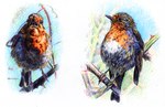 ambiguous_gender avian_feet beak blue_background branch colorful_background duo feathers feral green_background multicolored_body multicolored_feathers open_mouth orange_body orange_feathers simple_background stick tail tail_feathers white_background white_body white_feathers fallowfox avian bird oscine passerine robin_(bird) cross-hatching hatching_(art) shaded