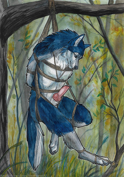 animal_genitalia animal_penis anthro arm_tuft bdsm big_fangs blue_body blue_eyes blue_fur blue_tail bondage bound canine_genitalia canine_penis cheek_tuft erection facial_tuft fangs fur genital_piercing genitals glistening glistening_eyes knot leg_tuft male male_anthro mouth_closed neck_tuft nude outside penis penis_piercing piercing pink_penis plant prince_albert_piercing restraints rope rope_bondage sheath shoulder_tuft solo suspension suspension_bondage tail teeth text tree tuft whiskers white_body white_fur white_sheath white_tail heatherwolf albax canid canine canis mammal wolf url