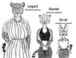 anthro biped bottomwear clothing collarbone eyebrows eyelashes eyewear female fur group markings spots spotted_body spotted_fur tail tail_markings thick_eyebrows topwear trio efradraws cheetah felid feline leopard mammal pantherine serval absurd_res graphite_(artwork) hi_res monochrome sketch traditional_media_(artwork)