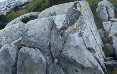 ambiguous_gender beak claws feral looking_at_viewer outside realistic rock sitting solo geordie_millar avian bird falcon falconid painting_(artwork) traditional_media_(artwork) traditional_painting_(artwork)