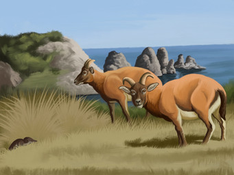 blue_sky brown_body brown_fur day eating_grass feral fur grass group horn island looking_at_viewer multicolored_body multicolored_fur nature orange_eyes outside plant rock sea sky tan_body tan_fur trio water white_body white_fur agustindiazart myotragus 2025 4:3 hi_res