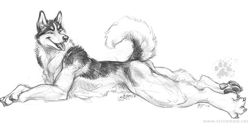anthro claws curled_tail finger_claws fur looking_aside lying male on_front pawpads paws pointy_ears prick_ears side_view simple_background solo tail toe_claws tongue tongue_out white_background blotch scratches_volume_1 canid canine canis domestic_dog husky mammal nordic_sled_dog spitz 2007 monochrome signature traditional_media_(artwork)