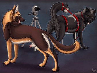 anatomically_correct anatomically_correct_genitalia anatomically_correct_penis anatomically_correct_vulva animal_genitalia animal_penis animal_vulva anus bdsm black_body black_fur black_vulva bondage bound breeding_stand brown_body brown_fur buckled_collar butt camera canine_genitalia canine_penis canine_vulva collar countershade_tail countershade_torso countershading digitigrade dominant dominant_feral dominant_male duo erection female feral feral_on_feral forced fur genitals gradient_background grey_body grey_fur imminent_rape imminent_sex inner_ear_fluff lipsticking looking_at_viewer looking_back magnificent_bastard male male/female multicolored_body multicolored_fur nude open_mouth penis penis_tip presenting presenting_hindquarters raised_tail rape_face rape_rack sheath simple_background snarling submissive submissive_female submissive_feral tail tail_bondage tail_tied tan_body tan_fur tongue tongue_out tuft two_tone_body two_tone_fur vulva white_body white_fur yellow_eyes hybernation solus_(abyssa) canid canine canis domestic_dog german_shepherd herding_dog mammal pastoral_dog wolf