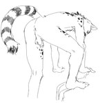 all_fours anthro anus backsack balls genitals humanoid_genitalia humanoid_penis male markings nude penis skinny skinny_anthro skinny_male solo striped_markings striped_tail stripes tail tail_markings kafka_(artist) chuff_(ganii) genet mammal viverrid 2024 monochrome sketch