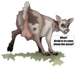 anus challenge dialogue female feral genitals puffy_anus solo speech_bubble teats udders vulva trailofanimals deer mammal absurd_res hi_res