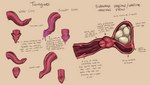 7:4 absurd_res anatomy bodily_fluids cervix description egg english_text female genitals hi_res internal internal_vaginal itsymitsy kobold long_tongue male model_sheet parasite_world penis penis_tongue pussy saliva spermatheca text tongue unusual_anatomy unusual_bodily_fluids unusual_cervix unusual_genitalia unusual_genitalia_placement unusual_penis_placement unusual_pussy unusual_saliva uterus