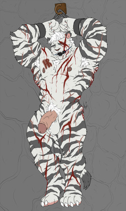 abs armpit_hair arms_tied ball_gag balls blood bodily_fluids body_hair bound claws fur gag genitals hair male nude pecs penis restrained restraints scar scratch_mark slave solo stripes teeth_showing torture vein veiny_penis white_body white_fur white_hair hunterramirez felid mammal pantherine tiger 3:5 hi_res