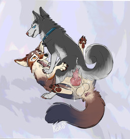 anal anal_penetration animal_genitalia animal_penis anus balls bodily_fluids canine_genitalia canine_penis collar cowgirl_position cum cum_drip cum_in_ass cum_in_mouth cum_inside cum_on_face cum_on_feet dripping duo feet feral feral_on_feral feral_penetrated feral_penetrating feral_penetrating_feral fluffy fluffy_tail from_front_position genital_fluids genitals hip_grab looking_at_another looking_pleasured male male/male male_on_bottom male_on_top male_penetrated male_penetrating male_penetrating_male on_bottom on_top open_mouth pawpads paws penetration penis sex tail queenkoko delta_(delta_coyote) luden canid canine canis coyote domestic_dog husky mammal nordic_sled_dog spitz hi_res