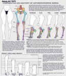 2022 4_toes 5_toes absurd_res anatomy anthro biped bone bovid bovine cattle clothed clothing digitigrade domestic_cat domestic_pig educational english_text equid equine feet felid feline felis female hi_res hooves horse how-to human humanoid_feet mammal marmalademum meme model_sheet paws plantigrade skeleton solo suid suina sus_(pig) text the_more_you_know toes underwear underwear_only unguligrade unguligrade_feet