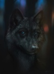 ambiguous_gender anthro black_background black_body black_fur black_nose blue_eyes detailed_background fur looking_at_viewer photorealism realistic realistic_fur simple_background smile solo mondeis canid canine canis mammal wolf bust_portrait dark_theme detailed portrait