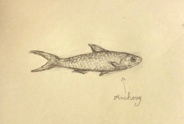 directional_arrow feral looking_at_viewer male realistic sad scales side_view simple_background solo tail text reynard_goodfellow anchovy aquatic fish english_text graphite_(artwork) monochrome sketch traditional_media_(artwork)