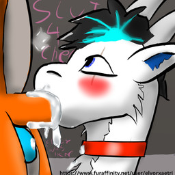 anthro balls blush bodily_fluids collar cum cum_in_mouth cum_inside drinking drinking_cum duo genital_fluids genitals male male/male oral penis text elvor_xaetri_(artist) mythology lightning_dasher_(character) dragon mammal mustelid mythological_creature mythological_scalie otter scalie 1:1 url