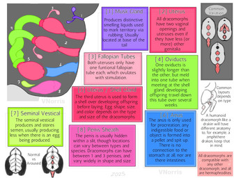 ambiguous_gender anatomy_chart anatomy_reference anthro anus chart color_coded faceless_character faceless_intersex faceless_maleherm fallopian_tubes feral genitals herm internal internal_anal internal_vaginal intersex label maleherm musk_glands number ovaries oviduct penis text uterus vaginal_canal puppetmaster13uwu mythology animal_humanoid dragon dragon_humanoid dragon_taur humanoid mammal mythological_creature mythological_scalie scalie taur english_text sketch