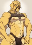 abs anthro biceps bird_dog black_bottomwear black_clothing black_harness black_underwear blonde_hair blush bottomwear brown_claws brown_eyebrows brown_nose canid canine canis chase_(retriever) chest_tuft claws clothing domestic_dog eyebrows fur golden_retriever green_eyes hair hands_on_legs hands_on_thighs harness harness_ring hi_res hunting_dog kasusei male mammal maremare mouth_closed muscular muscular_anthro muscular_male muscular_thighs navel nipples obliques pecs pink_nipples retriever sei_kasu service_top service_top_harness simple_background solo tail tuft underwear white_background yellow_body yellow_fur yellow_tail