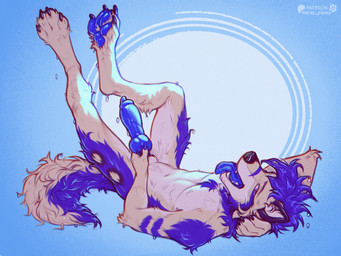 4_toes 5_fingers animal_genitalia animal_penis anthro biped blue_body blue_eyes blue_fur blue_hair blue_tail blue_tongue canine_genitalia canine_penis claws countershade_torso countershading erection feet finger_claws fingers fluffy_paws fur genitals hair inner_ear_fluff knot knot_root knotted_penis looking_at_viewer lying male navel nude nude_anthro nude_male on_back open_mouth pawpads paws penis sheath simple_background solo tail teeth toe_claws toes tongue tongue_out tuft wet wet_body wet_fur wet_hair wet_legs wet_tail marsccts kazuma_(kazumagshep) canid canine mammal 2025 digital_drawing_(artwork) digital_media_(artwork) hi_res