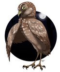 ambiguous_gender brown_body brown_feathers circle_background feathers feet feral moon night sky solo talons toes yellow_eyes ignigeno guardians_of_ga'hoole digger_(gogh) athene_(genus) avian bird burrowing_owl owl true_owl male_(lore)