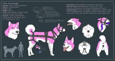 animal_genitalia animal_penis animal_vulva anus asphyxiation blue_border border breath_play canine_genitalia canine_penis canine_vulva chastity_cage chastity_device chastity_piercing choking collar deep_throat dildo drugs feral genital_piercing genitals giant_alaskan_malamute harness herm intersex nasal_tube neck_bulge oral oral_penetration penetration penis piercing sex_toy sheath solo tentacle_dildo text vulva loonertick kiba_kurokage akita alaskan_malamute canid canine canis domestic_dog husky mammal nordic_sled_dog spitz absurd_res english_text hi_res model_sheet