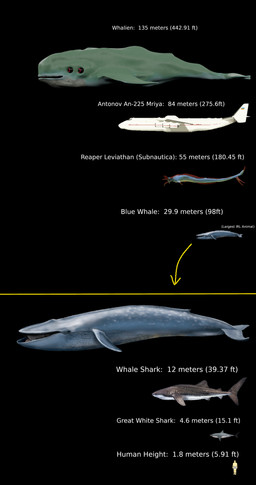 ambiguous_gender chart comparing feral group size_difference text mike37 aquatic baleen_whale carpet_shark cetacean fish mammal reaper_leviathan_(subnautica) shark whale whale_shark whalien absurd_res english_text hi_res