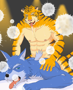 anthro barazoku blue_body blue_fur bodily_fluids drooling duo fur humanoid_hands kemono male male/male muscular muscular_male nipples saliva sex sweat unknown_artist canid canine canis domestic_dog felid mammal pantherine tiger 2015 archived_source