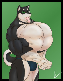 5_fingers anthro big_bulge big_muscles big_pecs bulge clothed clothing fingers green_eyes huge_muscles huge_pecs hyper hyper_muscles hyper_pecs male muscular muscular_anthro muscular_male open_mouth pecs smile solo standing tongue tongue_out underwear underwear_only sonicgamer canid canine canis domestic_dog mammal shiba_inu spitz 2017 hi_res