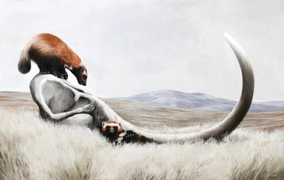 black_body black_fur bone brown_body brown_fur duo feral fur ginger_fur grass lying multicolored_body multicolored_fur plant quadruped realistic skull steppe tusks renum63 elephantid gulonine mammal mammoth mustelid musteline prehistoric_species proboscidean wolverine woolly_mammoth 2014 artrage_(artwork) detailed digital_media_(artwork)