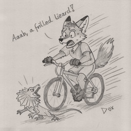 anthro bicycle feral male sharp_teeth solo teeth text toony vehicle dox_the_drox foxbrush_tailwag agamid canid canine fox frilled_lizard lizard mammal red_fox reptile scalie true_fox 1:1 greyscale monochrome sketch