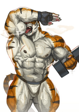 abs anthro barazoku biceps big_muscles bodily_fluids bulge clothed clothing deltoids dumbbell exercise fangs fingerless_gloves gloves handwear jockstrap jockstrap_only male manly muscular muscular_thighs pecs scar sharp_teeth solo sweat teeth thick_thighs topless underwear underwear_only weightlifting weights workout traver009 vlatt23_pose coach_ho felid mammal pantherine tiger absurd_res hi_res